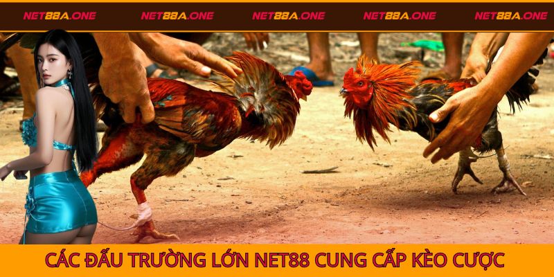 Những đấu trường lớn tại Net88