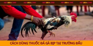 Cách dùng thuốc đá gà bịp