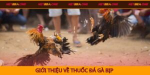 Giới thiệu thuốc đá gà bịp