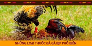 Những loại thuốc đá gà bịp