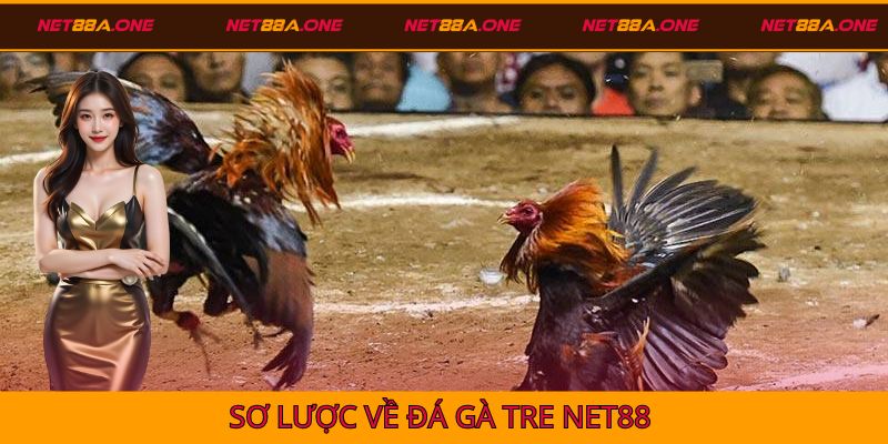 Đá gà tre Net88 - Loại hình cá độ gây bão thị trường