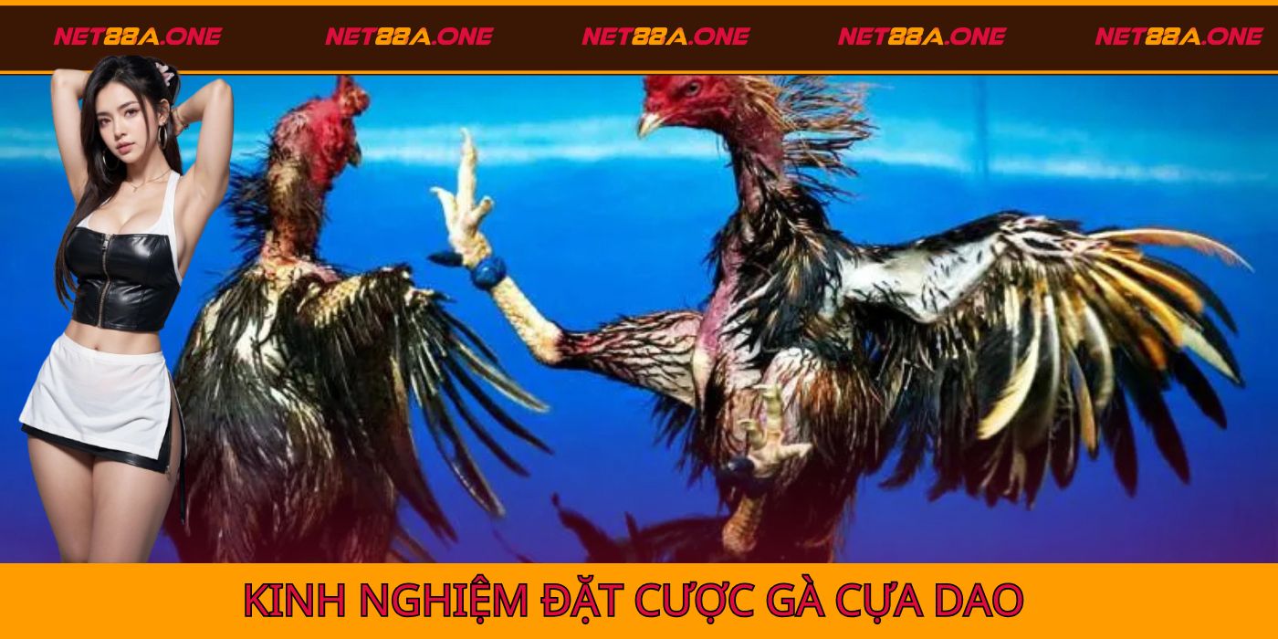 Kinh nghiệm cá cược với những trận đấu gà cựa dao của Net88